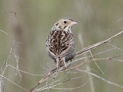 Baird's Sparrow