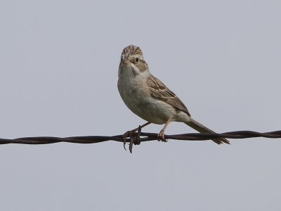 Brewer's Sparrow