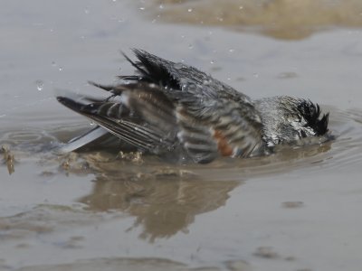 McCown's Longspur