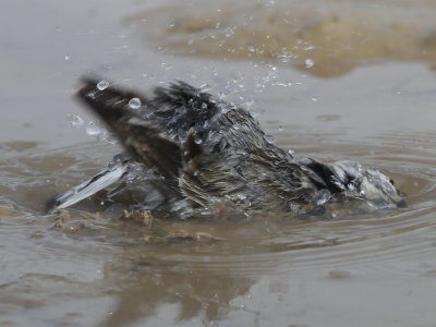 McCown's Longspur