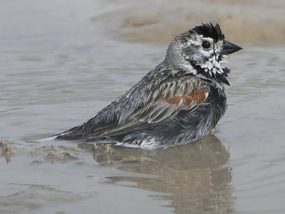 McCown's Longspur