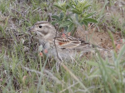 McCown's Longspur