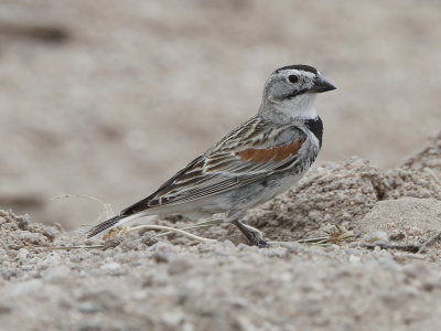 McCown's Longspur