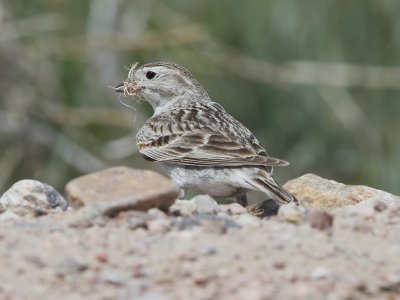 McCown's Longspur