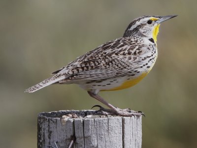 Western Meadowlark