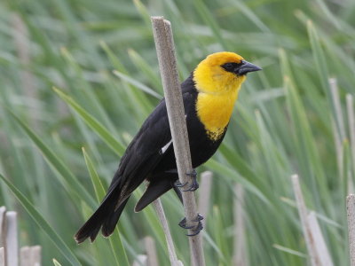 Yellow-headed Blackbird