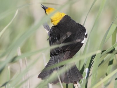 Yellow-headed Blackbird