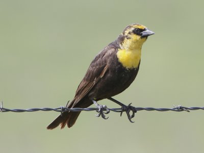 Yellow-headed Blackbird