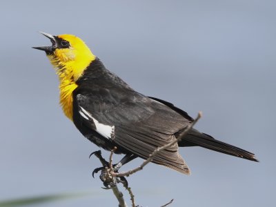 Yellow-headed Blackbird