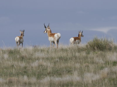 Pronghorn Antelope