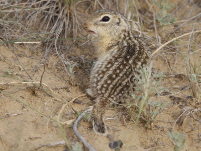 Thirteen-lined Ground Squirrel