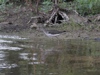 Solitary Sandpiper