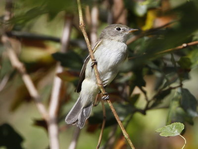 Empidonax (Trail's Flycatcher)