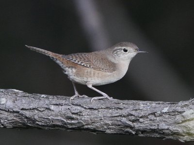 House Wren