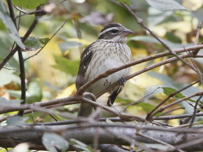 Rose-breasted Grosbeak