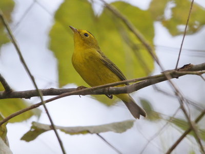 Wilson's Warbler