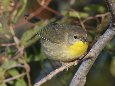 Common Yellowthroat