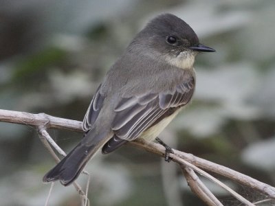 Eastern Phoebe