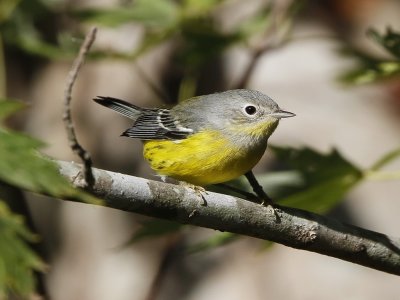 Magnolia Warbler