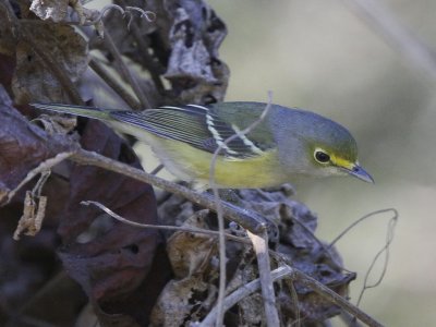 White-eyed Vireo