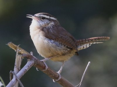 Carolina Wren