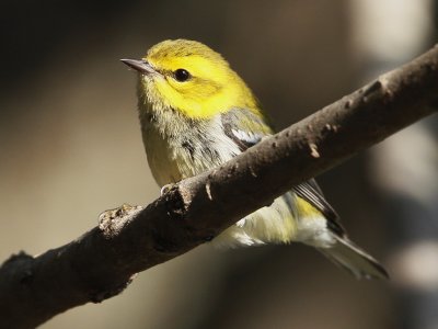 Black-throated Green Warbler