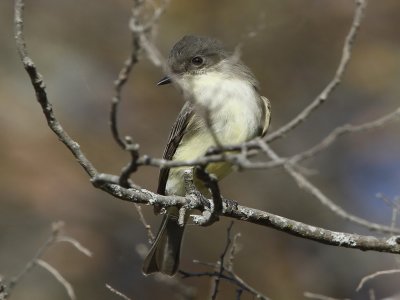 Eastern Phoebe