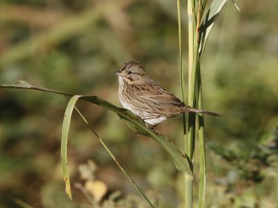 Lincoln's Sparrow