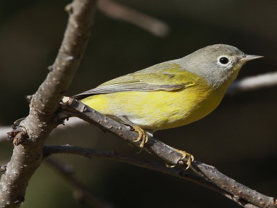 Nashville Warbler