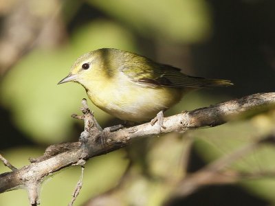 Tennessee Warbler