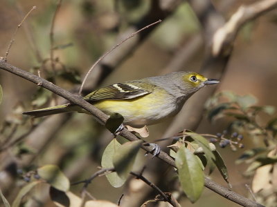 White-eyed Vireo