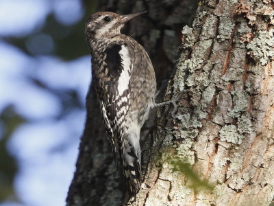 Yellow-bellied Sapsucker