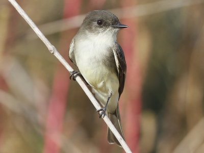 Eastern Phoebe