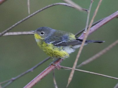 Magnolia Warbler