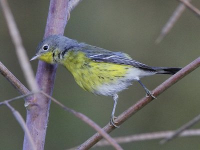 Magnolia Warbler