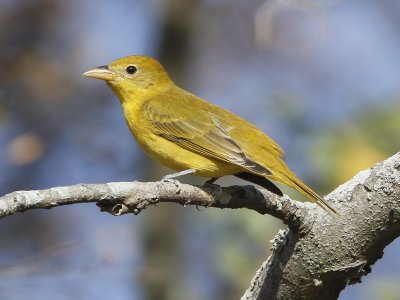 Summer Tanager