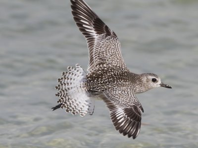 Black-bellied Plover