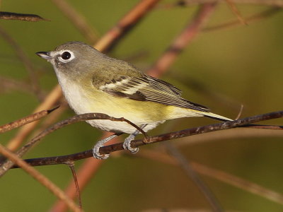 Blue-headed Vireo