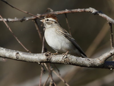 Chipping Sparrow