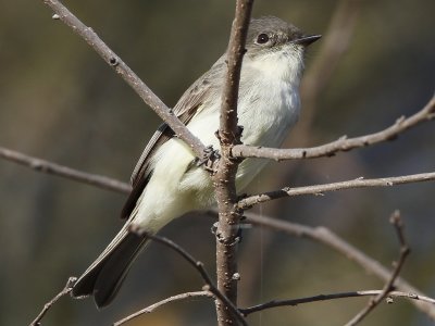 Eastern Phoebe