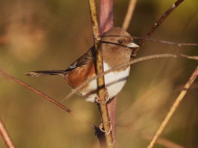 Eastern Towhee