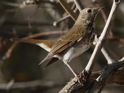 Hermit Thrush