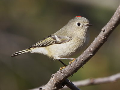 Ruby-crowned Kinglet