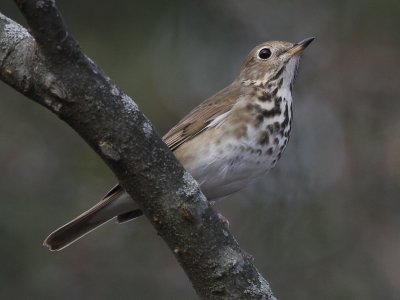 Hermit Thrush