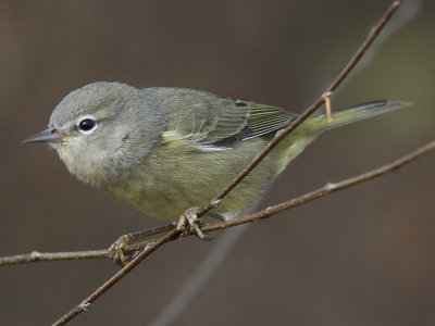 Orange-crowned Warbler