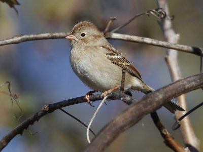 Field Sparrow