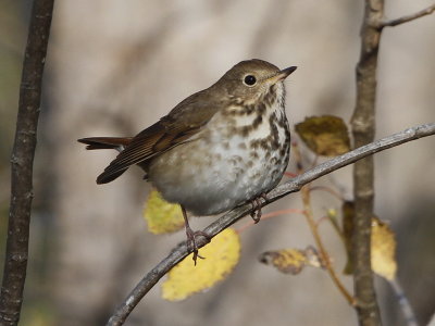 Hermit Thrush