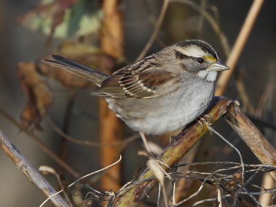 White-throated Sparrow