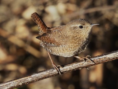 Winter Wren