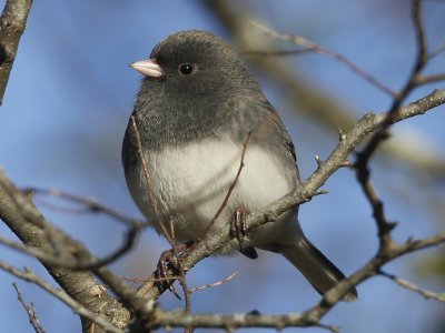 Dark-eyed Junco